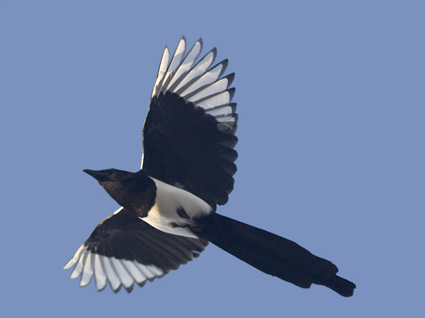 Harakka, Common Magpie, Pica pica